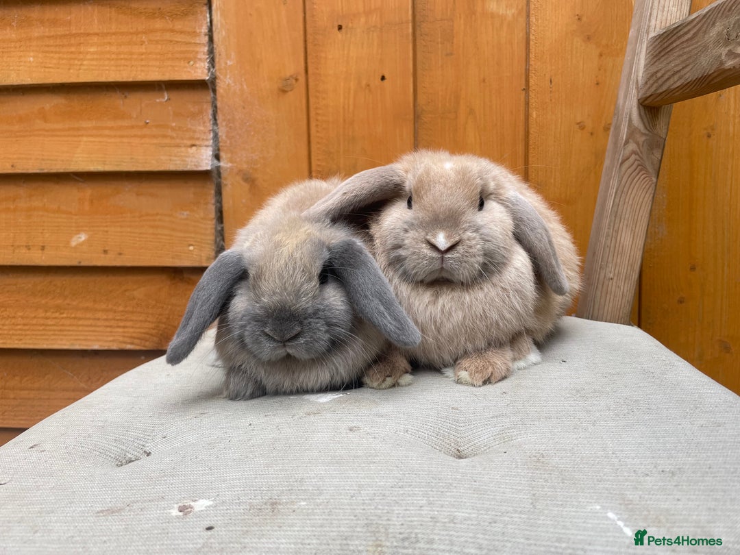 Mini Lop rabbits for sale: Mini Lop Babies Ready to Leave Now  - Image 4