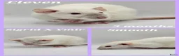 Rat rodents for sale: Baby Dumbo Rats ~ Double Rex, Rex & Smooth - Advert 3