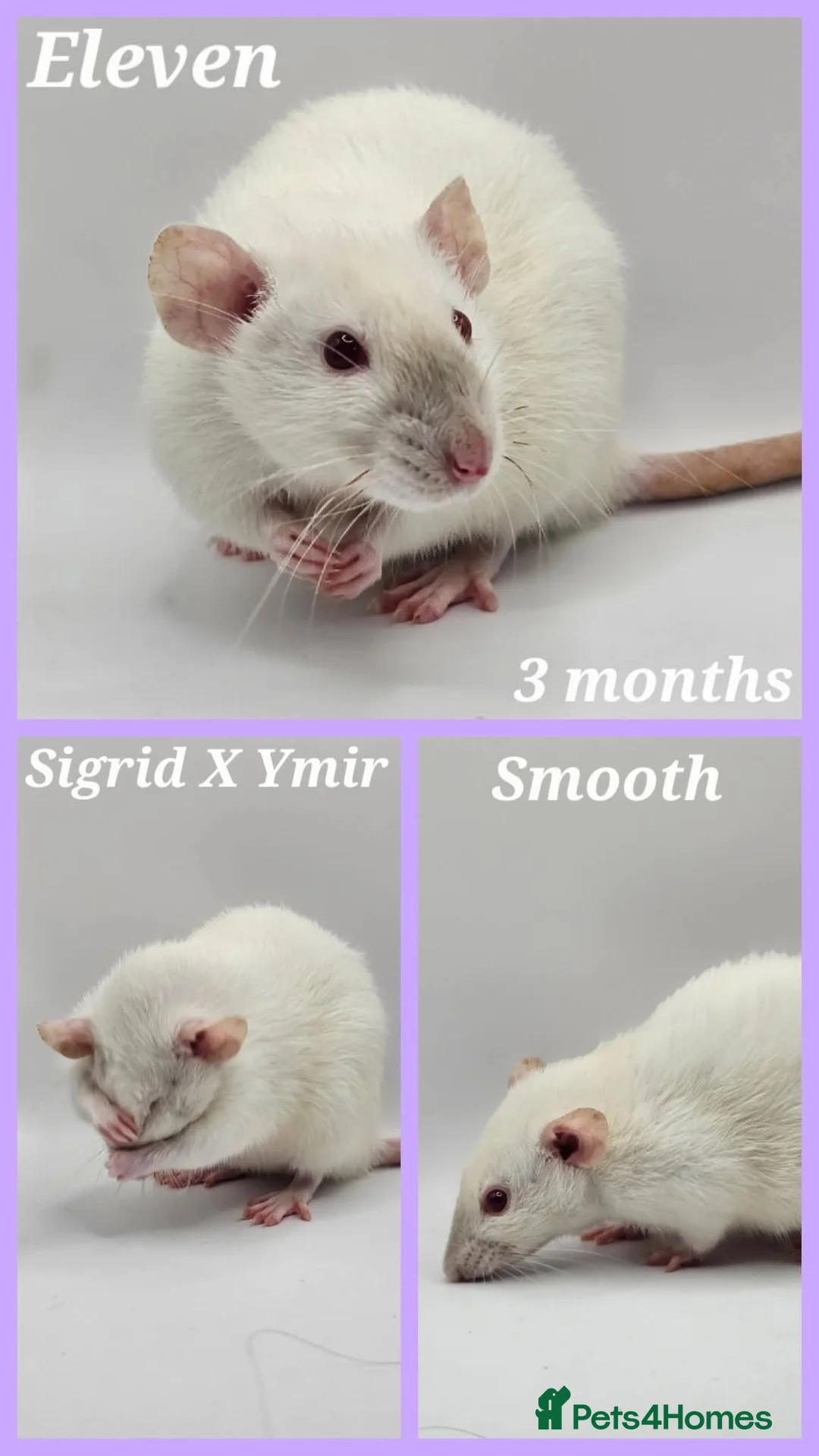 Rat rodents for sale: Baby Dumbo Rats ~ Double Rex, Rex & Smooth - Advert 3