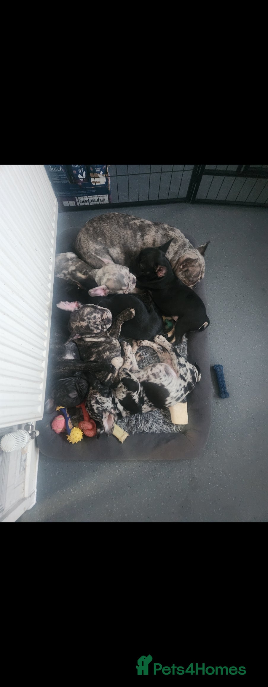 French Bulldog dogs Beautiful Puppy's For Sale  - Advert 2