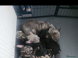 French Bulldog dogs Beautiful Puppy's For Sale - Advert 2