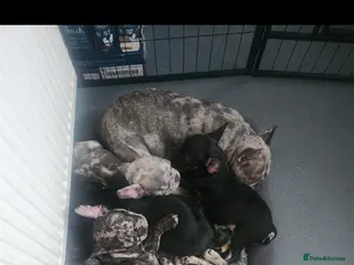 French Bulldog dogs Beautiful Frenchies Puppy's For Sale - Advert 10