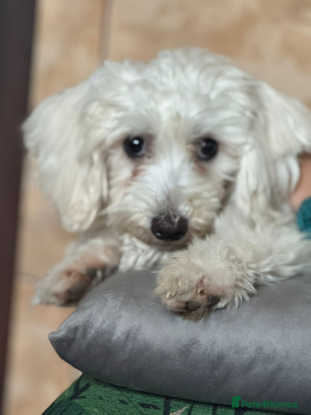 Bichon Frise dogs for adoption: Meet PACO - a Lovely little boy, for a Loving Home - Image 2