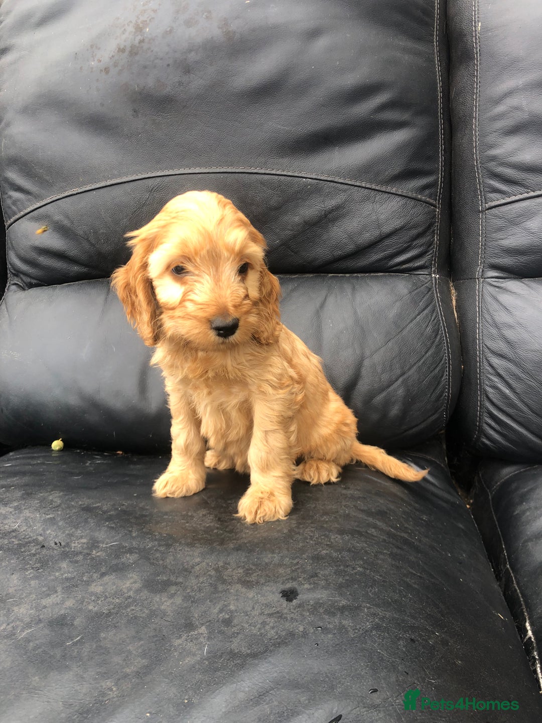 Cockapoo dogs for sale: F1 Cockapoo puppies  - Image 5