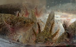 Axolotl reptiles for sale: Axolotls  - Image 26