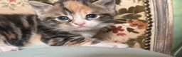 Mixed Breed cats for sale: Beautiful tabby kittens - Advert 11