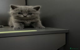 British Shorthair cats for sale: 4 Bsh kittens  - Image 3