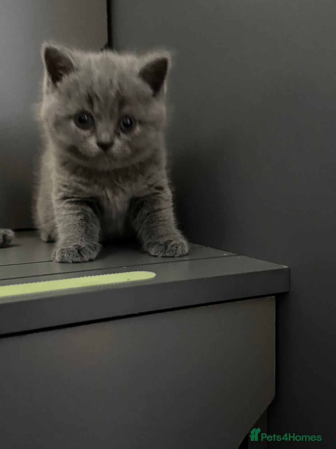 British Shorthair cats for sale: 4 Bsh kittens  - Image 3
