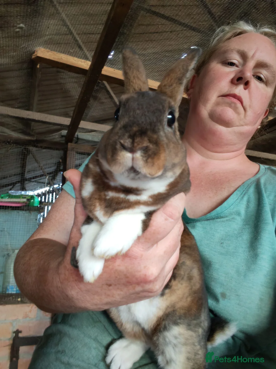 Rex rabbits for sale: Mini rex - Advert 2