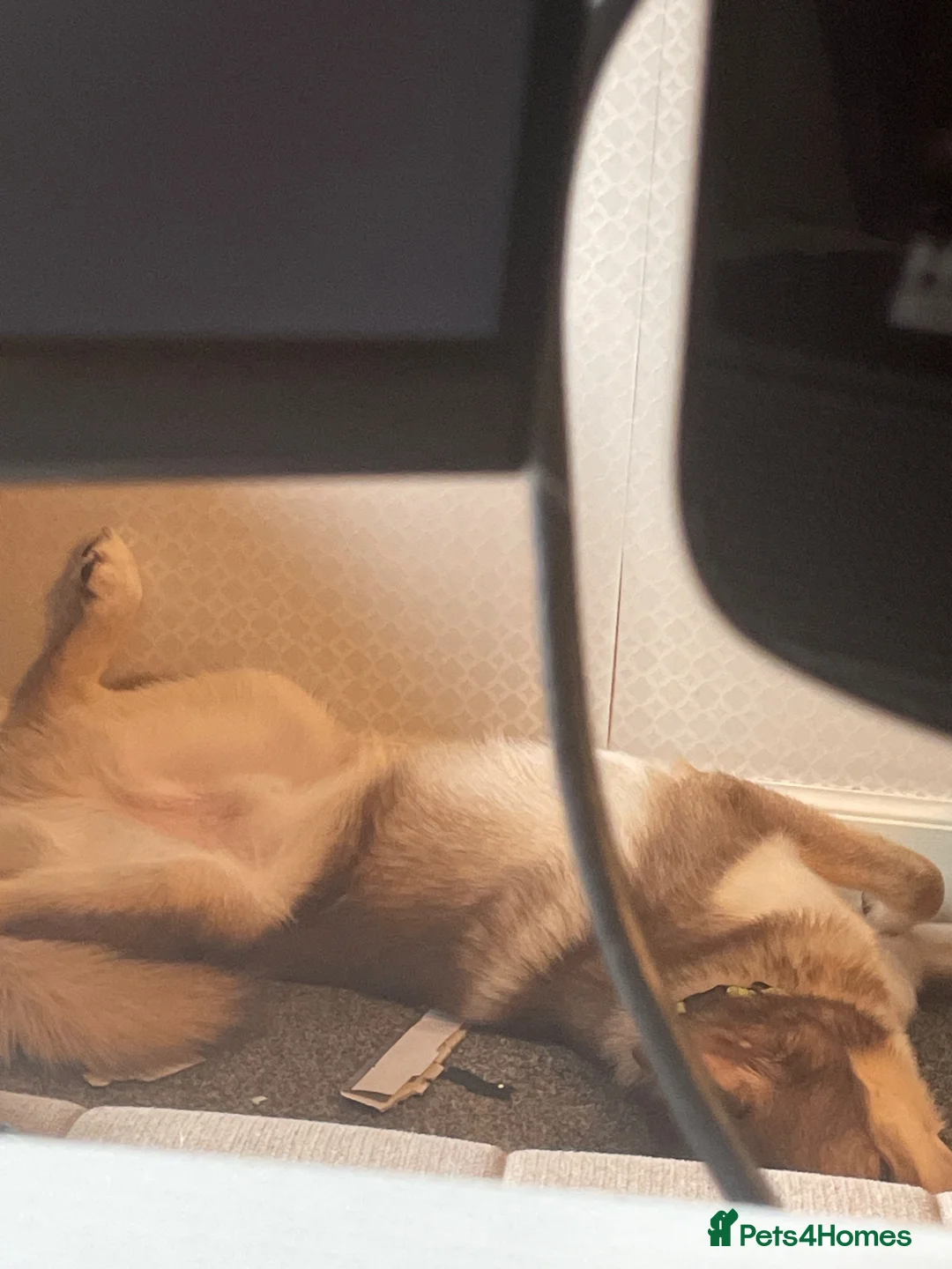 Huskita dogs for sale: Gorgeous and energetic huskita male puppy for sale in Blairgowrie - Advert 2