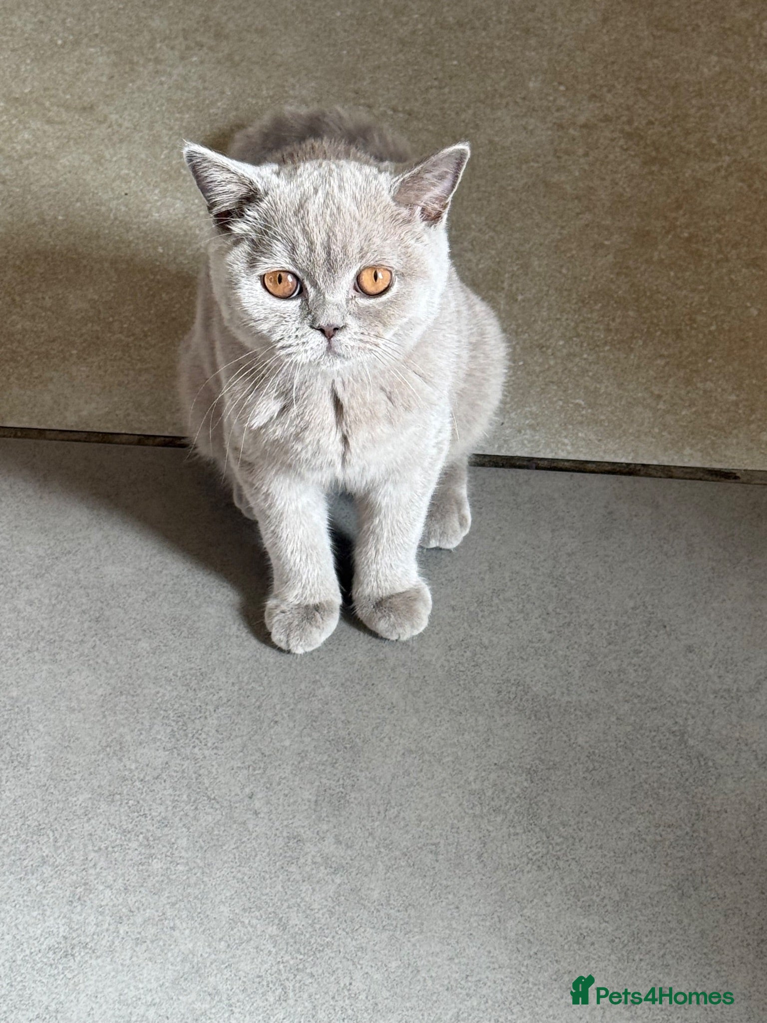 British Shorthair cats Gccf reg. British Shorthair Lilacs,Black - Advert 2
