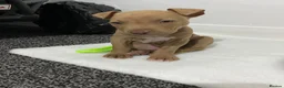 American Bull Staffy dogs for sale: Puppy Looking For His Forever Home - Advert 2