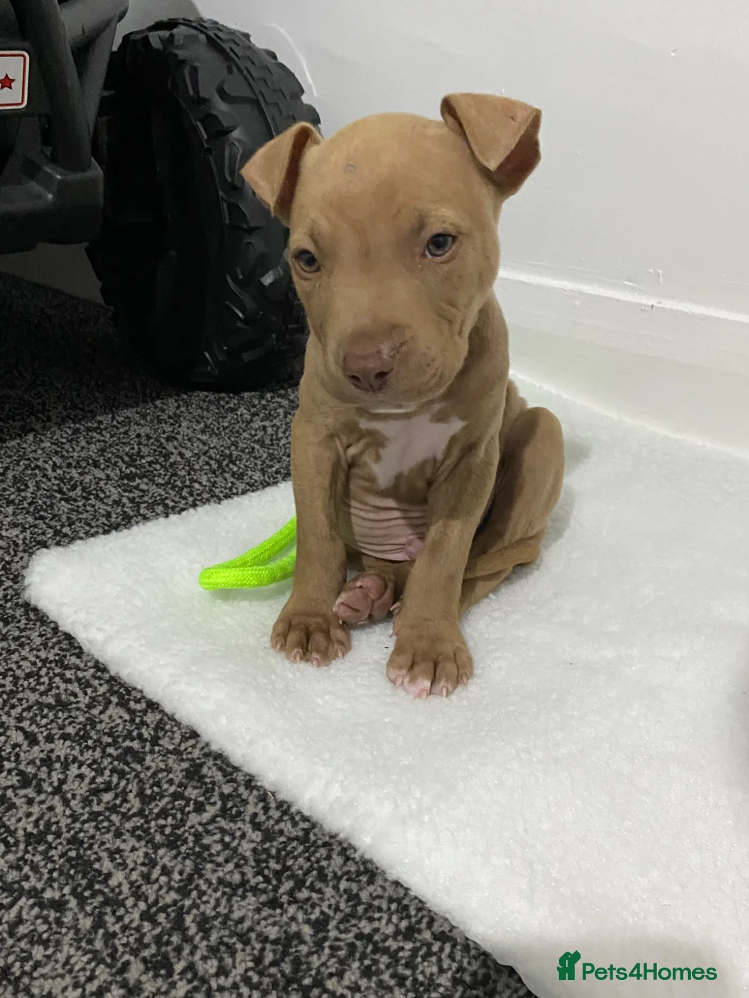 American Bull Staffy dogs for sale: Puppy Looking For His Forever Home - Advert 2