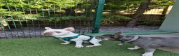 French Bulldog dogs for sale: Male Platinum Frenchie in Croydon - Advert 2