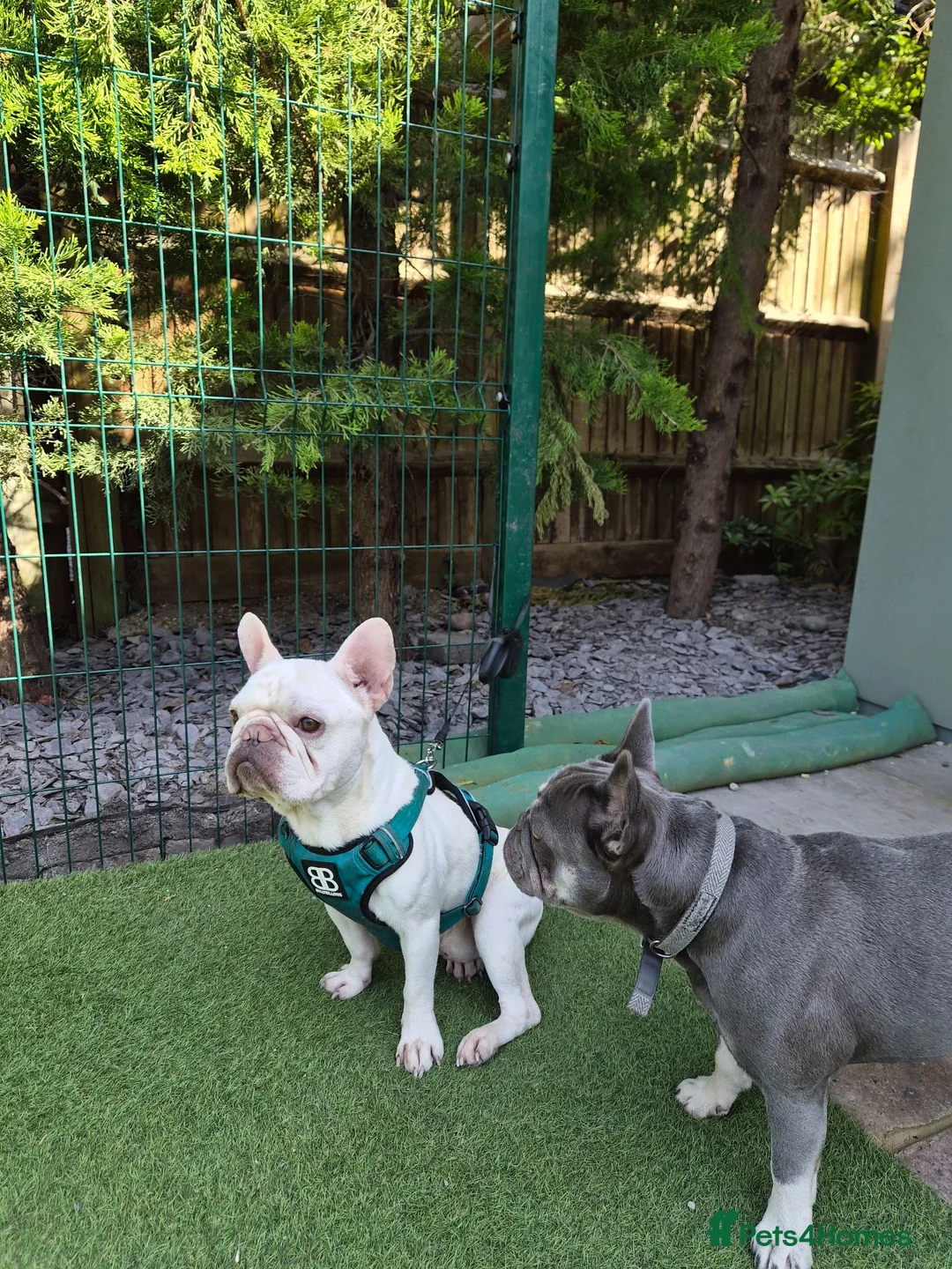 French Bulldog dogs for sale: Male Platinum Frenchie in Croydon - Advert 2