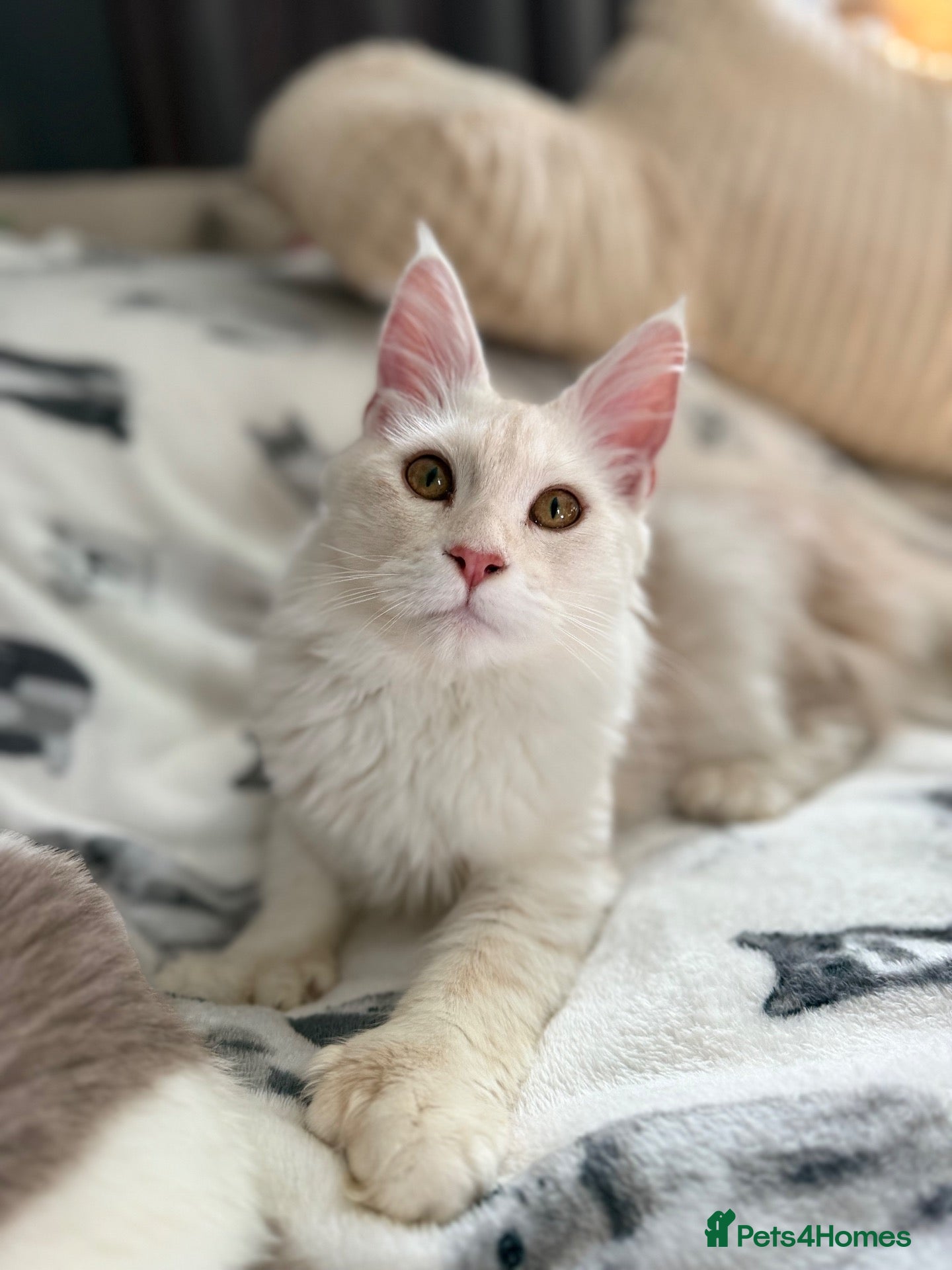 Maine Coon cats Red silver shaded polydactyl for stud  - Advert 14