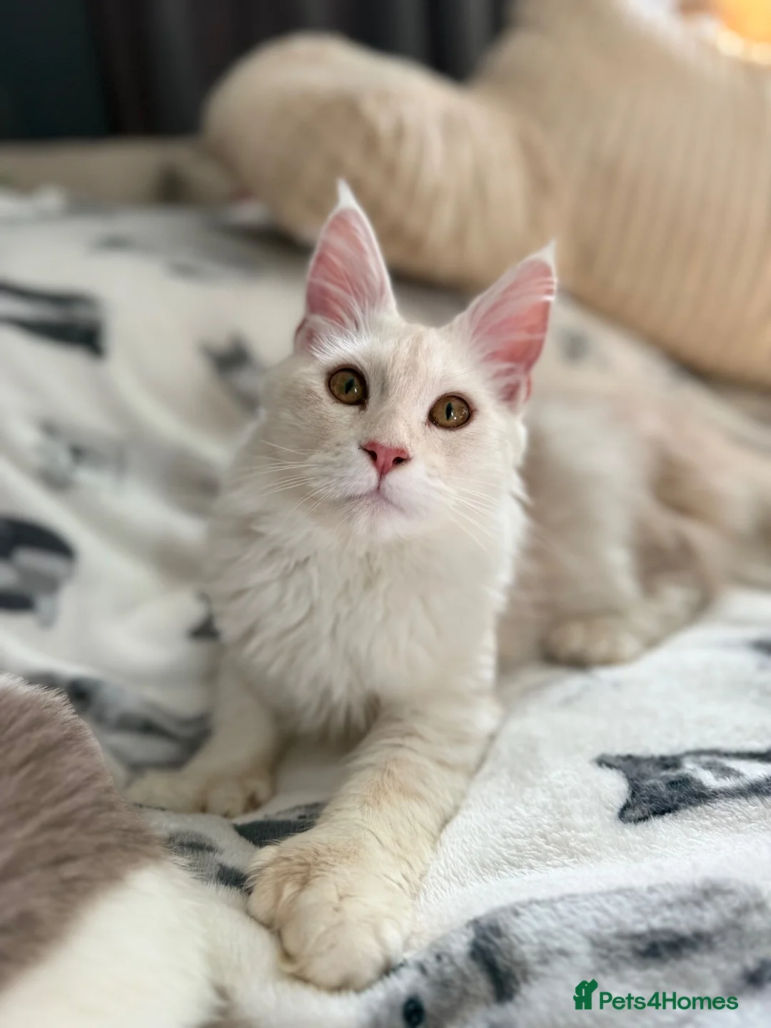 Maine Coon cats for stud: Red silver shaded polydactyl for stud  - Advert 1