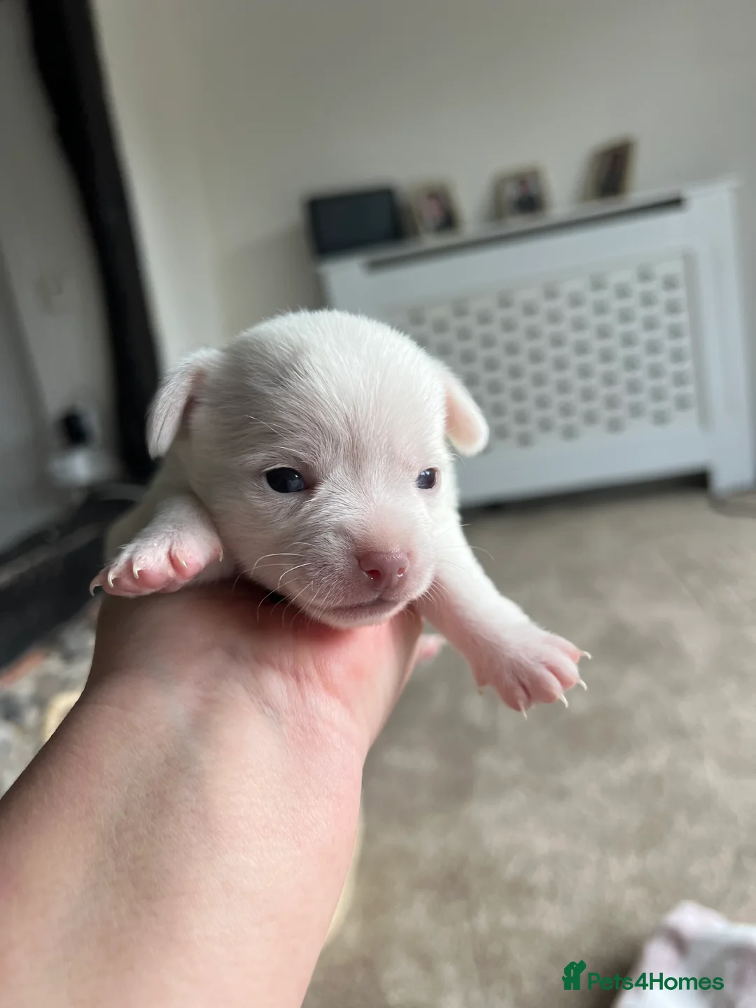 Chihuahua dogs for sale: Chihuahua babies ready week 20th march  - Advert 3