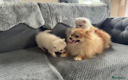 Pomeranian dogs for sale: Pomeranian puppies  - Image 4