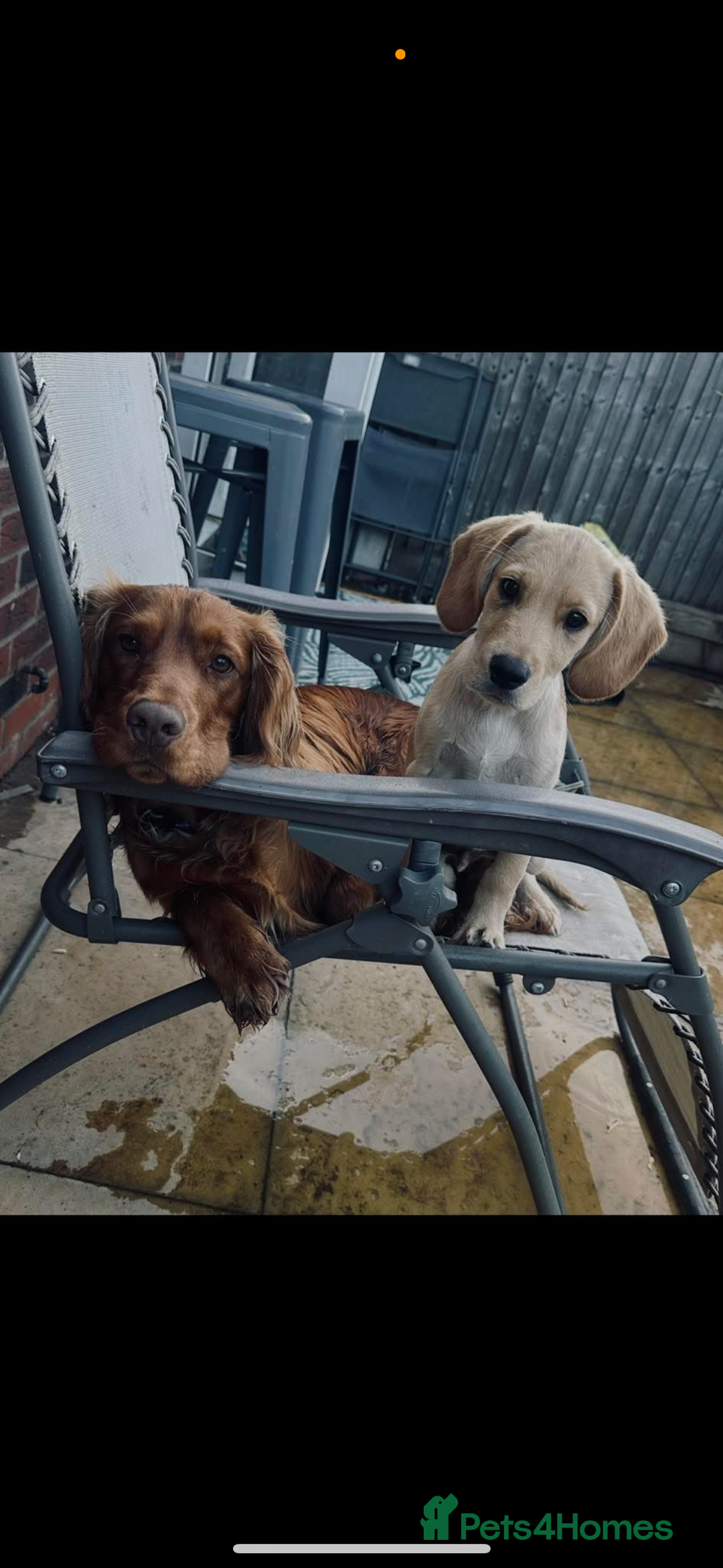 Cocker Spaniel dogs for sale: 14 month old spaniel - Image 2