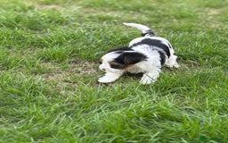 Biewer Terrier dogs for sale: Just one gorgeous boy and girl available  - Image 8