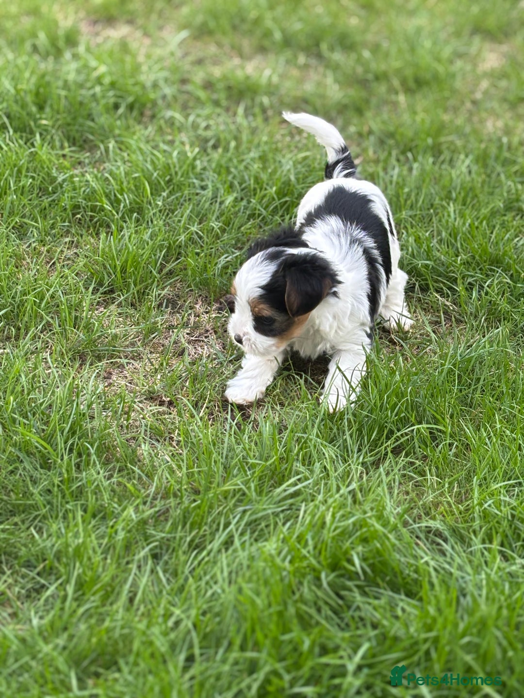 Biewer Terrier dogs for sale: Just one gorgeous boy and girl available  - Image 8