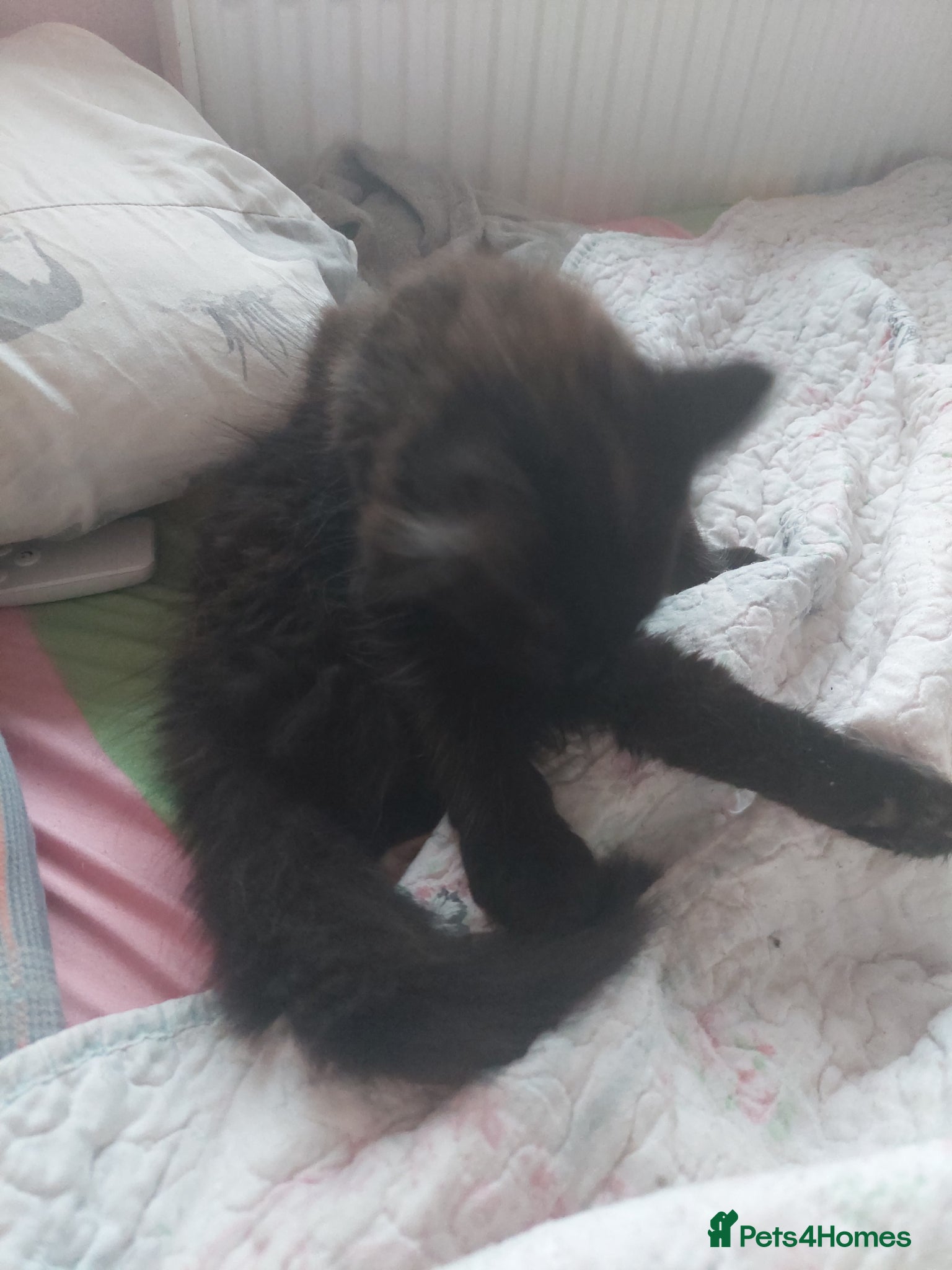Mixed Breed cats Main coon cross male kitten 13 weeks - Advert 4