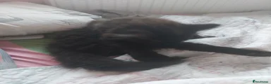 Kitten 1