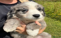 Bernese Mountain Dog dogs for sale: Stunning Chunky Bordernese Puppies - Image 9
