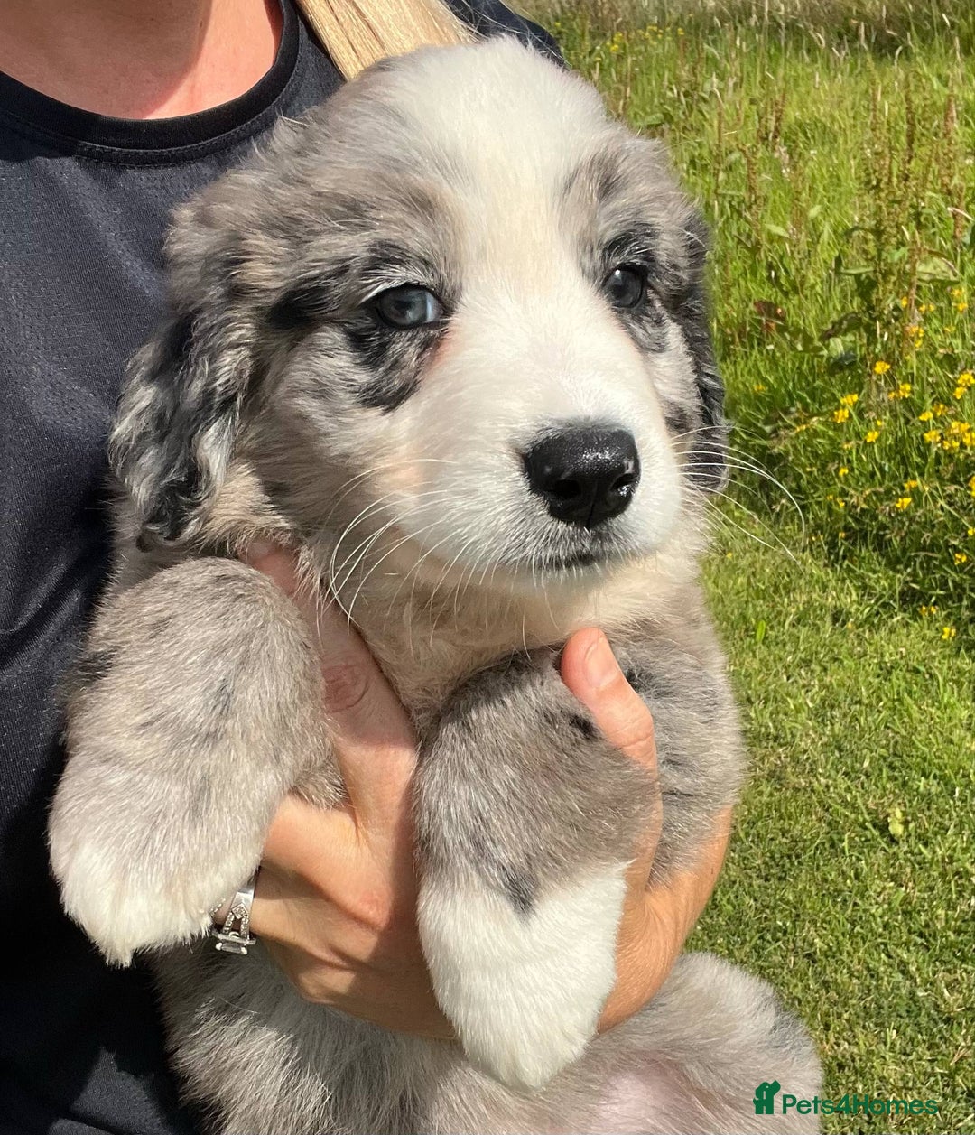 Bernese Mountain Dog dogs for sale: Stunning Chunky Bordernese Puppies - Image 9