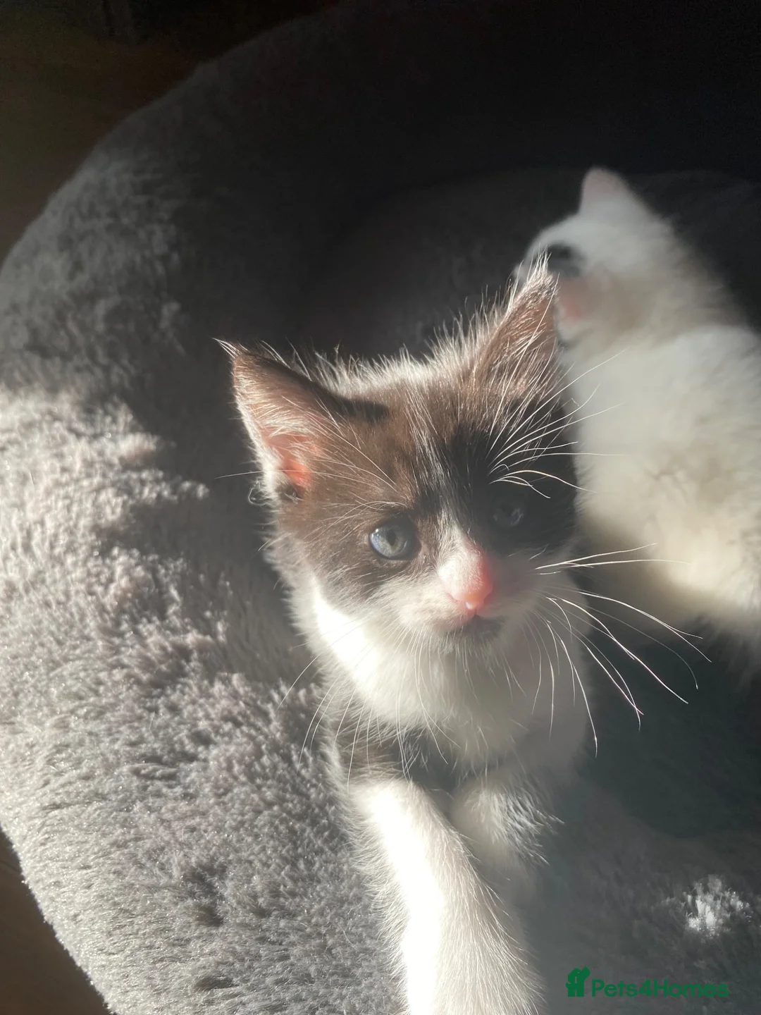 Mixed Breed cats for sale: 4 beautiful kitten ready for a amazing home. in Birmingham - Advert 2