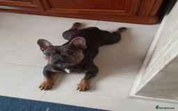 French Bulldog dogs for sale: Bruno  - Advert 4