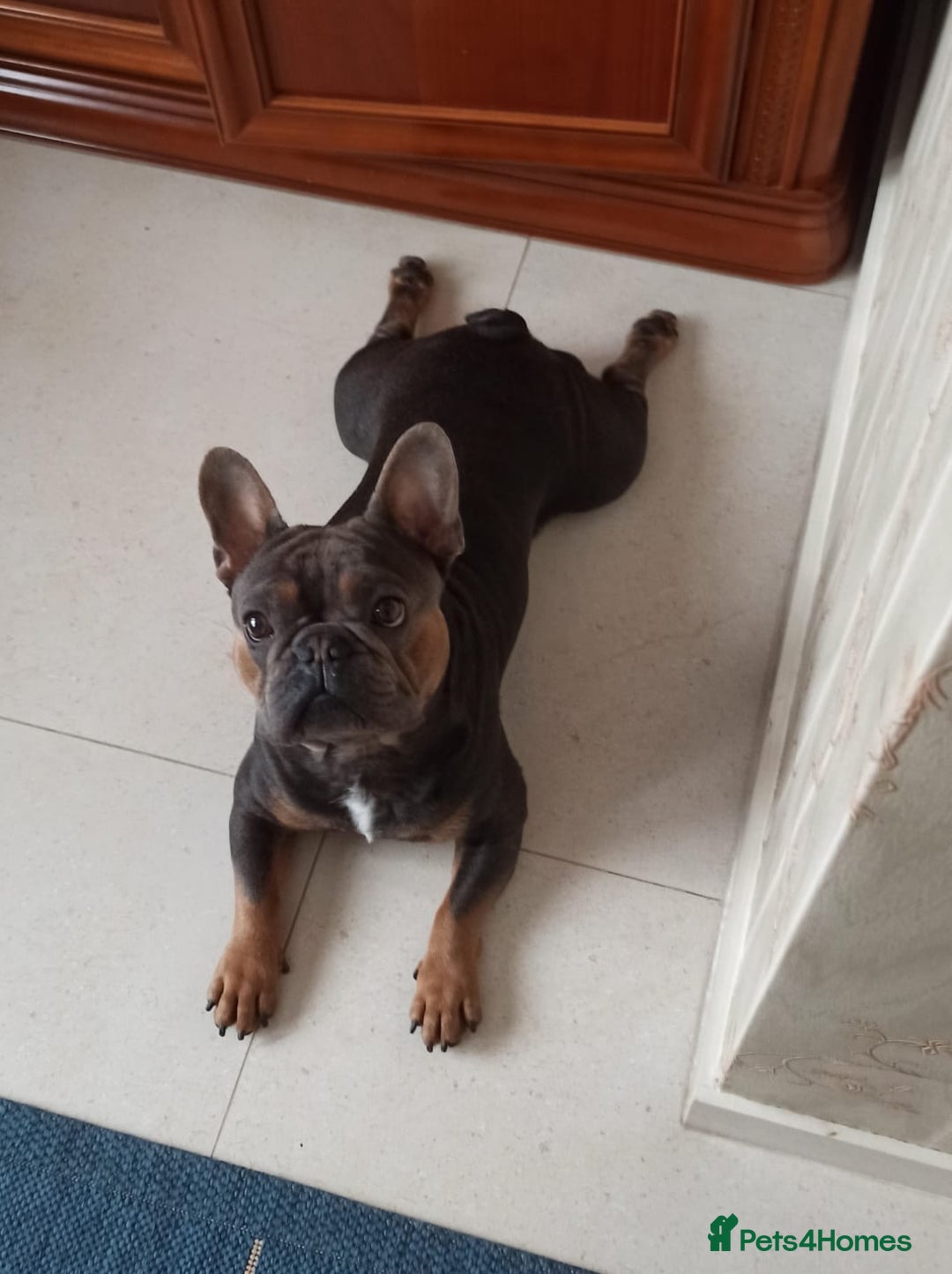 French Bulldog dogs for sale: Bruno  - Advert 4