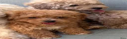 Mixed Breed dogs for sale: Rare Stunning Toy Cavapooshon Family Bred Puppies in Maidstone - Advert 36