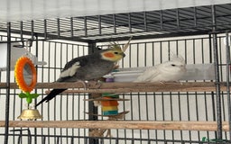 Cockatiels birds for sale: 2 Tamed 3yr old cocktails - Image 2