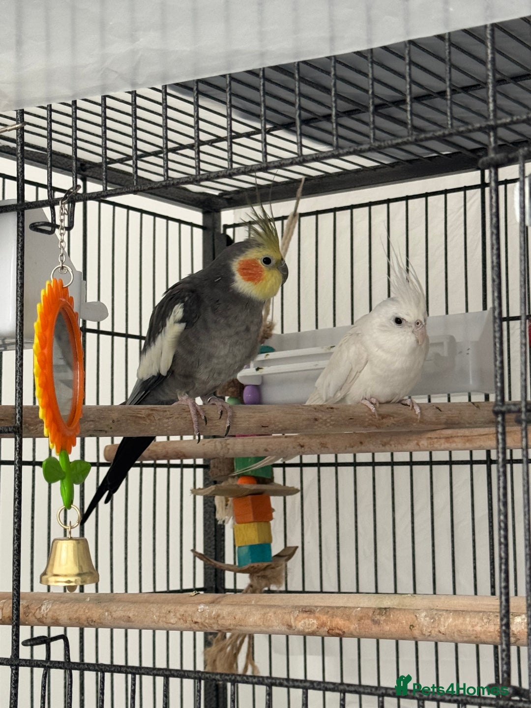 Cockatiels birds for sale: 2 Tamed 3yr old cocktails - Image 2
