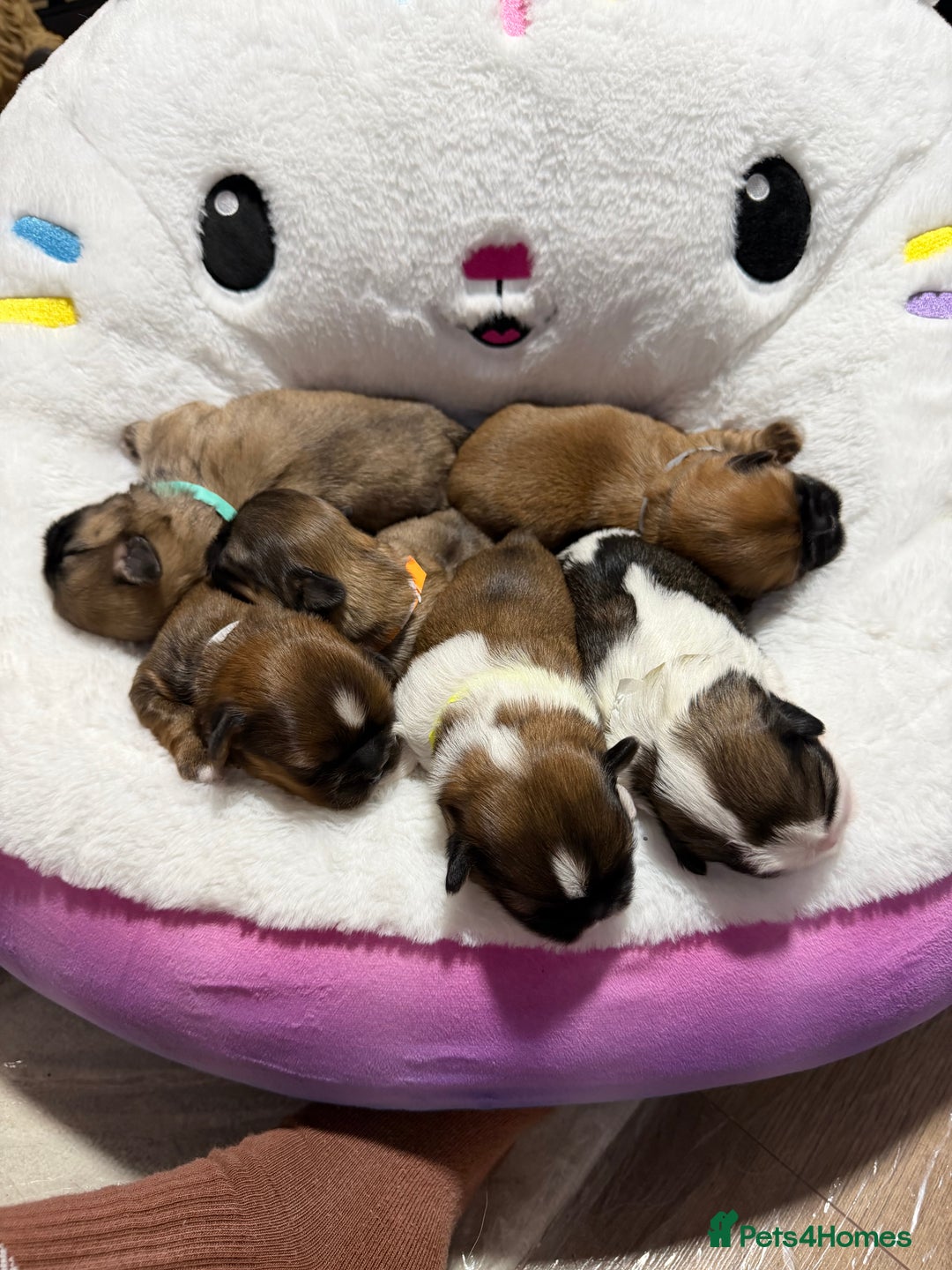 Shih Tzu dogs for sale: Shih Tzu puppy’s  - Advert 8