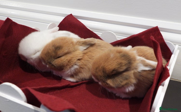 Mini Lop rabbits - Advert 1