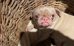 Pug dogs for sale: Pedigree cream/pink pug - Image 2