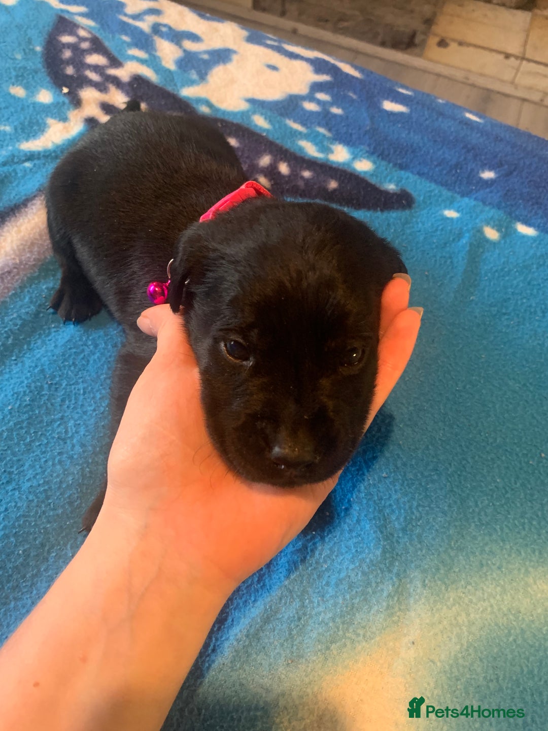 Labrador Retriever dogs for sale: Labrador puppys - Image 24