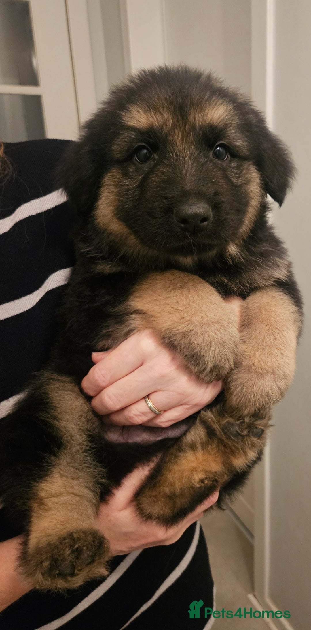 German Shepherd dogs for sale: Long haired german shepherd puppies - Advert 7