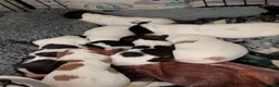 Cocker Spaniel dogs for sale: Stunning working cocker spaniels  - Advert 16