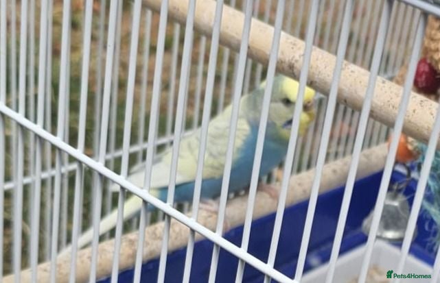 Budgerigars birds Budgies parrot - yellow and blue - Advert 6