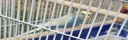 Budgerigars birds for sale: Budgies parrot - yellow and blue in Basingstoke - Advert 1