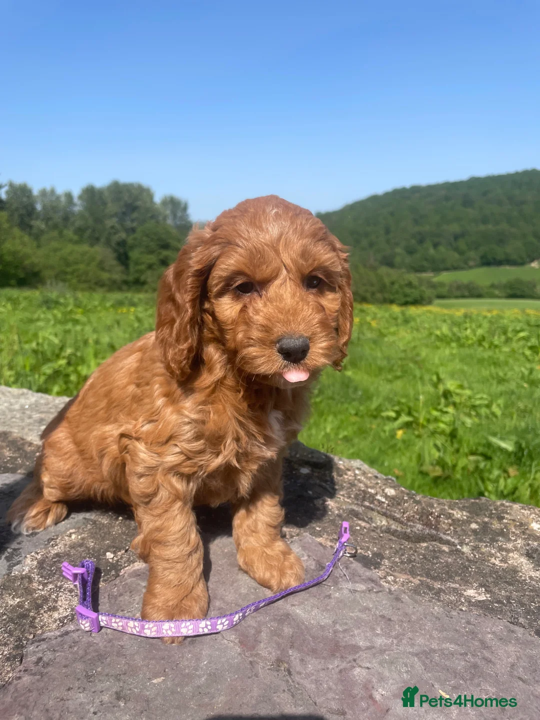 Cockapoo dogs for sale: 6 Gorgeous Cockapoo Pups ready for forever homes - Advert 11