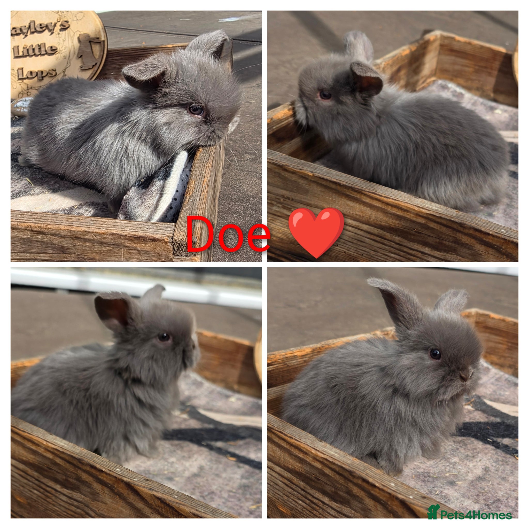 Mini Lop rabbits Gorgeous Pure Breed Mini Lops  - Advert 1