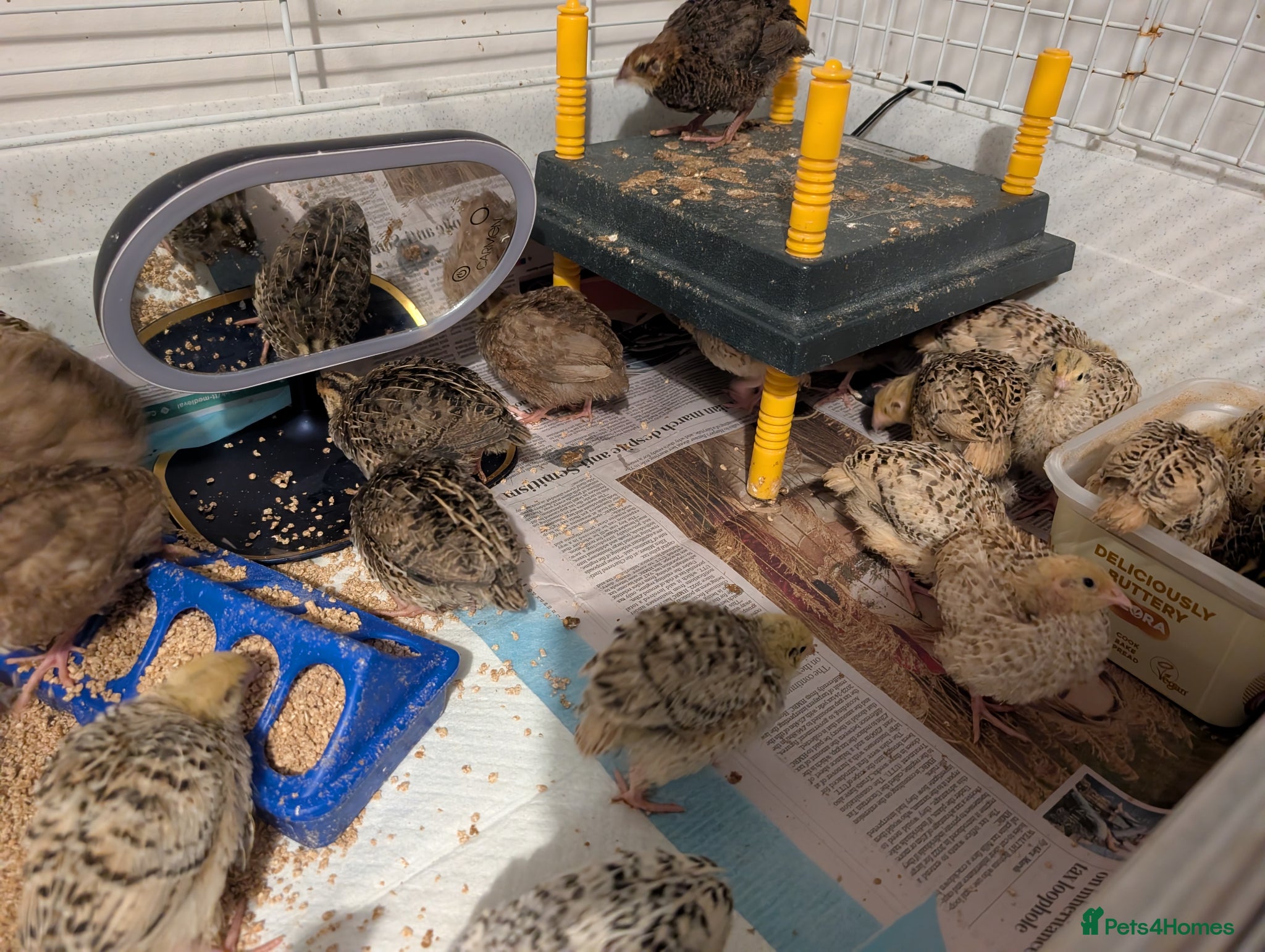 Chickens poultry for sale: Pekins, Quails, Eggs - Contact for availability  - Advert 9
