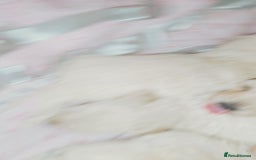 Miniature Poodle dogs for sale: Miniature poodle  - Image 5
