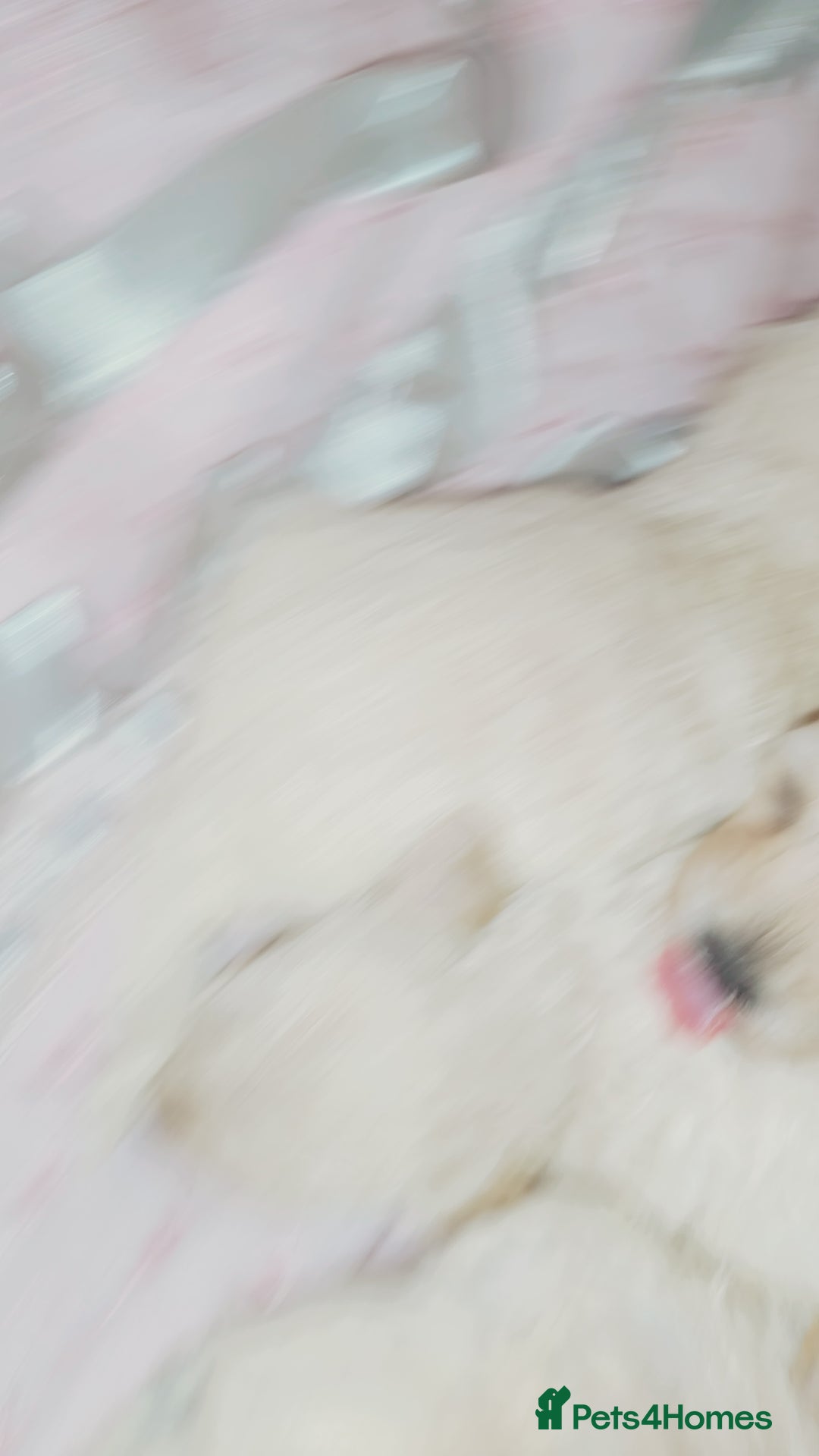 Miniature Poodle dogs for sale: Miniature poodle  - Image 5