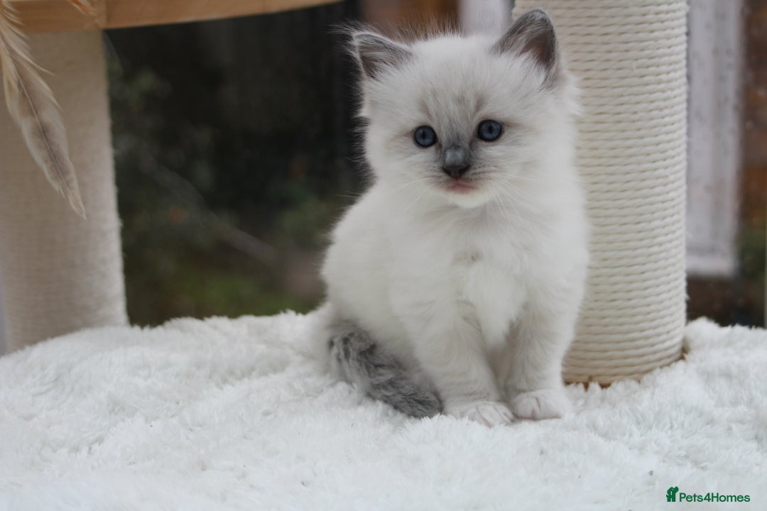 Ragdoll cats for sale: Blue Lynx Bicolour Ragdoll TICA Registered  - Advert 9